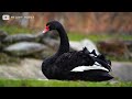 THE MOST ANCIENT ANIMALS IN HISTORY 8K ULTRA HD 120FPS | with Catchy Cinematic Music (dynamic color)