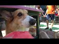 コーギー達の夏休み’23　Corgis' Summer Vacation '23