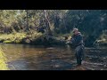GORGEOUS Brown Trout In An Aussie River - Euro Nymphing & Dry Fly