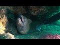 Scuba Diver handling Moray Eel, it enjoys it .....................