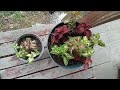 Coleus plants, beginning to thunder ahead of a big storm