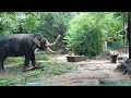 Guruvayoor nanden/ healthy elephant/beautiful elephant/ punnathurkotta elephant/#fat elephant