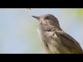 Bird sounds. Singing nightingale. Amazing bird song