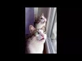 😂 Funniest Cats and Dogs Videos 😺🐶 || 🥰😹 Hilarious Animal Compilation №434