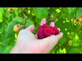 Picking Raspberries បេះផ្លែរ៉ាសហ្វបឺរីនៅក្នុងចំការ