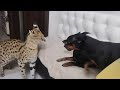 DOGS ATTACK SERVAL | HOW SERVAL meows