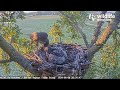 Hobby Chick Balancing On Rails! 😲 Mom w/ 2 Back To Back Dinners! Wood Pigeon Watching Feeding 8.4.24