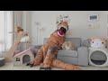 Cats vs Dinosaur | Kittisaurus