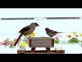 10. Cat TV 200+ Minutes of Close-up Birds feeding with Sound - NO Interruptions #CATTV #BirdTV