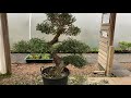 Pruning & Shaping an Olive