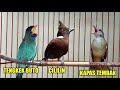 Masteran favorit murai batu suara burung 3 in 1