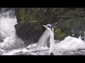 Harry the Heron Immortalized at the Galgorm Spa Hotel Co Antrim