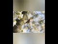 CD εκπαιδευτικο καρδερινας vol 9 (European Goldfinch song, chardonneret