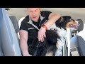 So transportierst du Hunde SICHER im Auto | ADAC | Recht? Logisch!