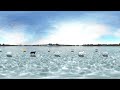 cat walking over the frozen han river | VR 360°