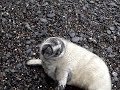 Seal Pup