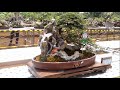 BONSAI ll Purwosari Bonsai Exhibition