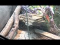 Curly-tail Lizard Territorial-Display Behavior