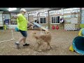 Hazel Doing Agility run 1 5/1/24