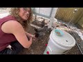 Chickens: broody hens & daily care