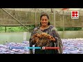 Protray transplanting technology in Ginger (with English subtitle)