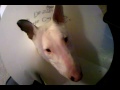 Fiona's cone Bull Terrier