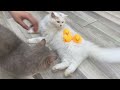 Funniest animals will make you laugh to die 😂 Cute cats and dogs ever 🤣