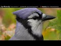 10 BEAUTIFUL BIRDS found in your own BACKYARD | North America