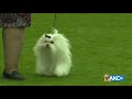 2019 Kennel Club of Palm Springs All-Breed Show
