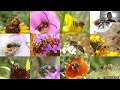 World Bee Day: Native Bees in a Changing World and How You Can Help