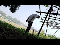 Yam Food Extraction in Village