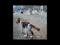 😂😹 Funniest Dogs and Cats 😂😂 Funny Animal Videos 2024 # 23