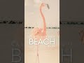 PREVIEW - Beach Cat Island Edit - New Release April 26th