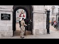 Man whistles and a wasp sends kings guard  Horse crazy 28/9/22 #horseguardsparade