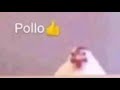 pollo