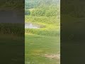 Great Blue Heron fishing in my pond