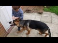 German Shepherd Puppy Growing Up (8 Weeks - 1 Year) | NerdVlog
