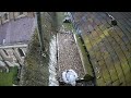 The St Albans Cathedral Peregrine Falcons - They've done a runner