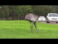 Sandhill Crane Adventures #10