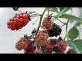 🏵️BÖĞÜRTLENLERİMİZ OLDU🏵️We had blackberries.🏵️