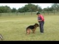 Schutzhund clips of Sax