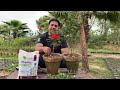 How to grow Roses | Rose plant care tips | Rose Fertilizer | Rose gardening secrets