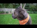 How I handle a HUGE Cane Corso