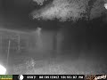 Ghosts? Angels? Aliens? caught on trail cam