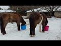 Icelandic horses January 31, 2023 enjoying the ice & cold temperatures.