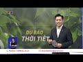 Hoa sữa nở giữa mùa hè ở Hà Nội báo hiệu điều gì? | VTV24