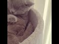 Real cat love 😍🐱🐱. British shorthair girl and boy. My cute cuddling cats 😍🐱🌹 baby love