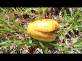 Pond Apple Fruits In South Florida