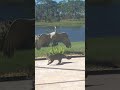 Cat and Crane Face Off in Florida Backyard