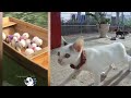😹🐈 Best Cats and Dogs Videos 😍🙀 Best Funny Animal Videos #11